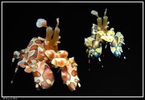 Harlequin shrimps Adjusted position of the small one... by Dray Van Beeck 